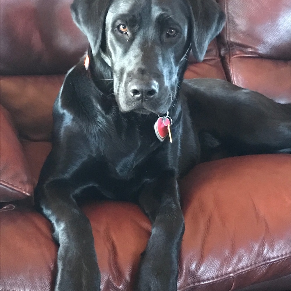 Meet your Posher, Athena